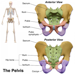 Ankle Joint Anatomy and Osteoarthritis